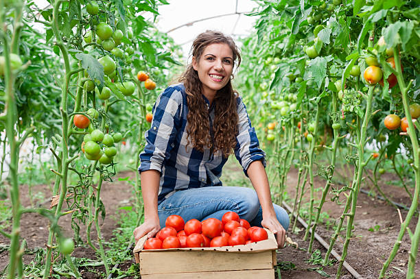 giovane sorridente donna lavoratore agricolo - tomato vegetable greenhouse vegetable garden foto e immagini stock