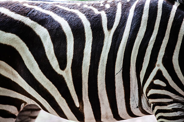 texture della pelle di zebra - foto stock