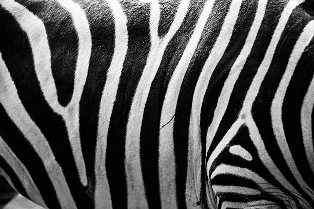 istock texture of zebra skin 517197401