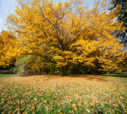 Yellow, spreading tree in Park, yellow leaves on the grass, Autumn - October, Warsaw, Poland