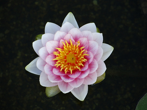 A beautiful water lily shot from above.