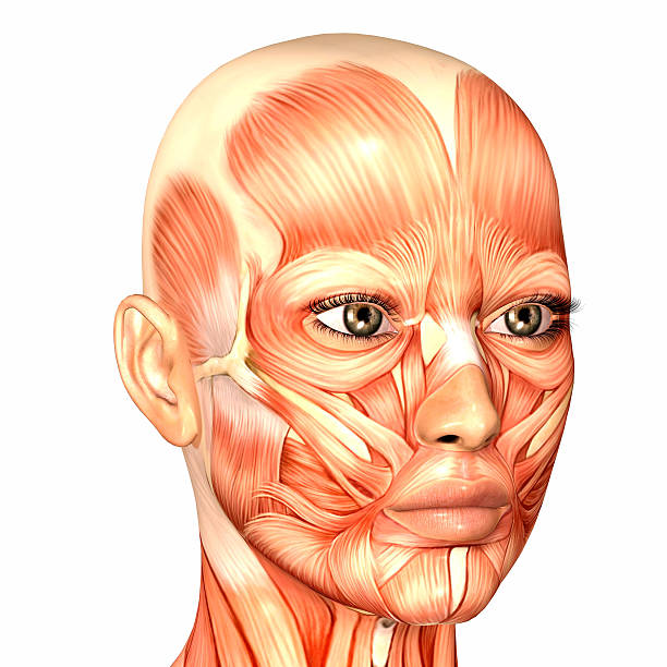 Illustration of the anatomy of a female human face stock photo