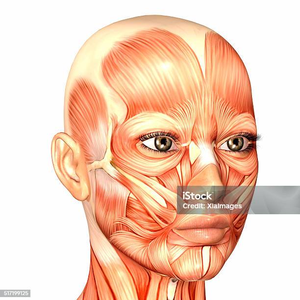 Illustration Of The Anatomy Of A Female Human Face Stock Photo - Download Image Now - Anatomy, Biology, Biomedical Illustration