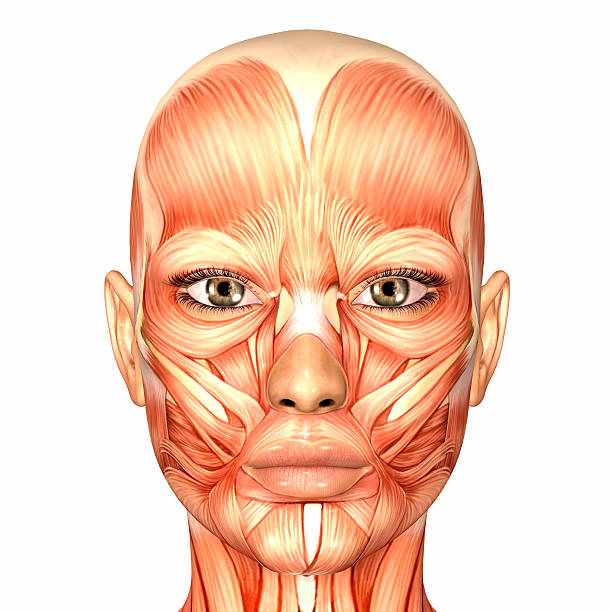 Illustration of the anatomy of a female human face Illustration of the anatomy of a female human face isolated on a white background face muscle anatomy stock pictures, royalty-free photos & images