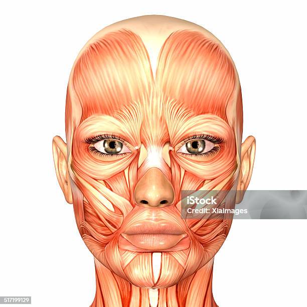 Illustration Of The Anatomy Of A Female Human Face Stock Photo - Download Image Now - Human Face, Muscular Build, Anatomy