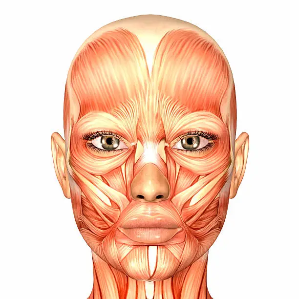 Illustration of the anatomy of a female human face isolated on a white background