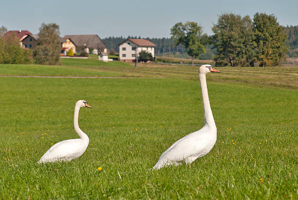 cisne-branco casal - walking bird teamwork water bird imagens e fotografias de stock