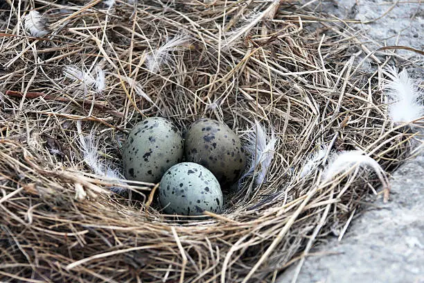 Seagull nest with three eggs. Colony of gulls on a rock in the sea of Okhotsk, Гнездо морской чайки с тремя яйцами. Колония чаек на скале в Охотском море,