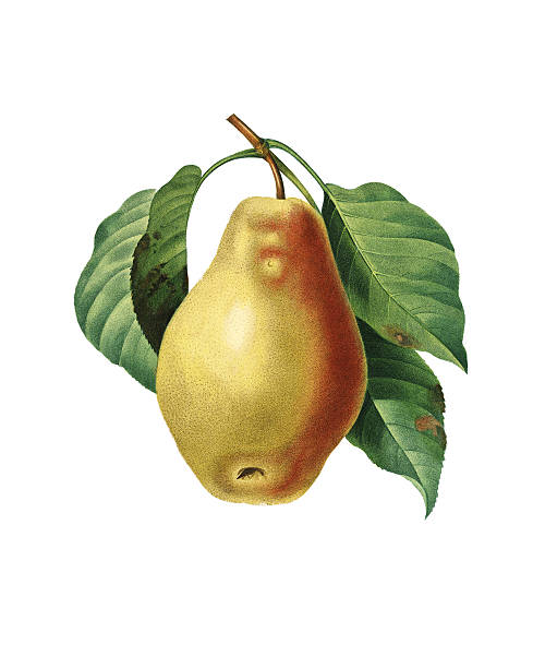 ilustrações, clipart, desenhos animados e ícones de pera tarquin/redoute botanical ilustrações - white background yellow close up front view