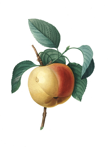 High resolution illustration of a Calville blanc d'hiver or apple cultivar, isolated on white background. Engraving by Pierre-Joseph Redoute. Published in Choix Des Plus Belles Fleurs, Paris (1827).