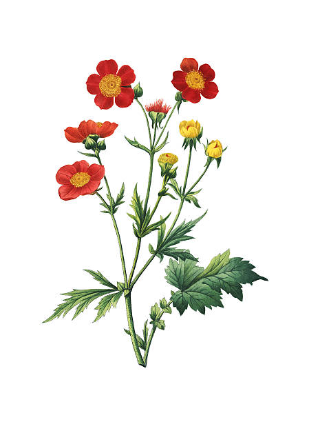 ilustrações de stock, clip art, desenhos animados e ícones de geum coccineum/redoute flor ilustrações - white background yellow close up front view