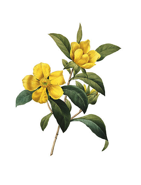 hibbertia scandens/redoute flower ilustracje - high contrast illustrations stock illustrations