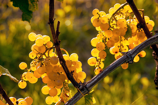 Close up of bunch of ripe grapes in vineyard ready for harvest with ample of copy-space, Europe.