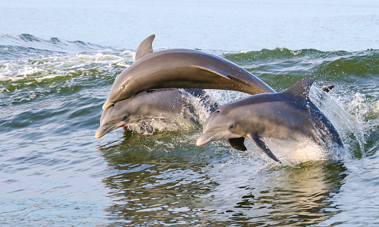 Three Dolphins jumping from the water on the Alabama Gulf Coast.