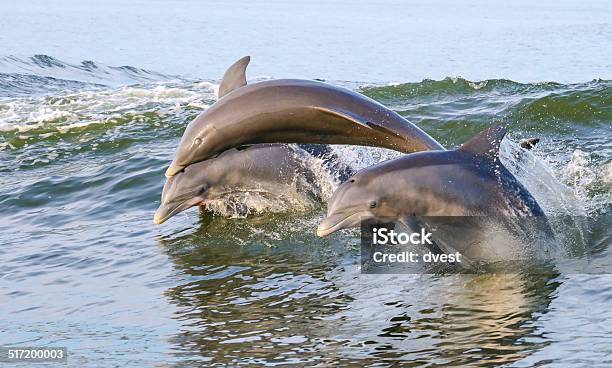 Jumping Dolphins Stock Photo - Download Image Now - Bottle-nosed Dolphin, Dolphin, Alabama - US State