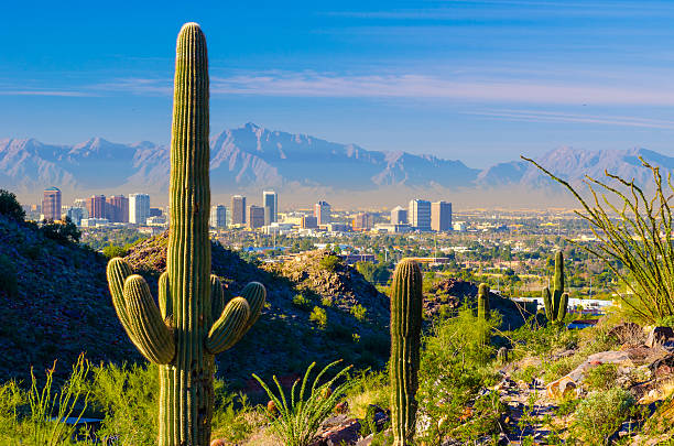 Phoenix skyline and cacti Midtown Phoenix skyline with cacti, mountains, and other desert scenery in the foreground. saguaro cactus stock pictures, royalty-free photos & images