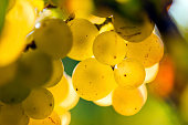 White Riesling Grapes in an European Vineyard