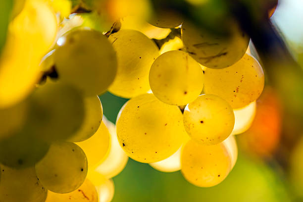 White Riesling Grapes in an European Vineyard stock photo