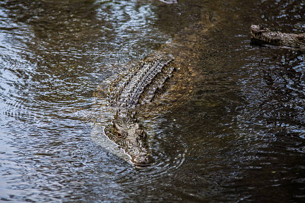 Portrait d'un crocodile - Photo