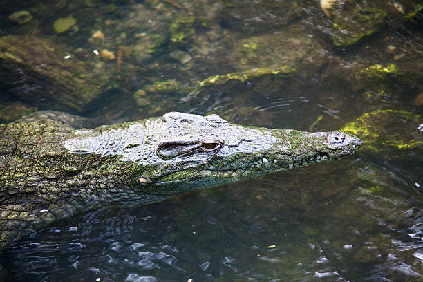 Portrait d'un crocodile - Photo