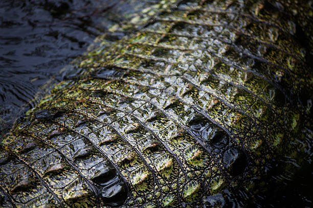 texture della pelle di coccodrillo - foto stock