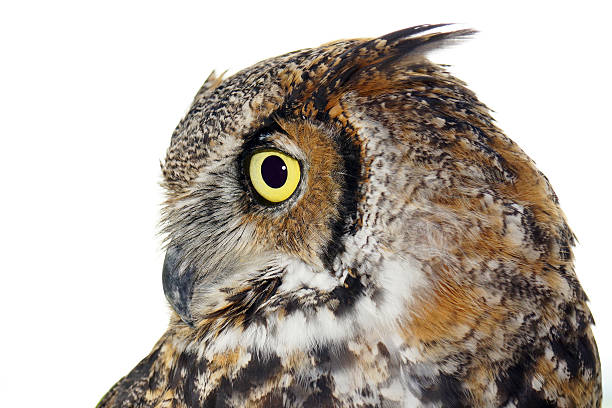 perfil de um corujão-orelhudo no branco - great white owl - fotografias e filmes do acervo