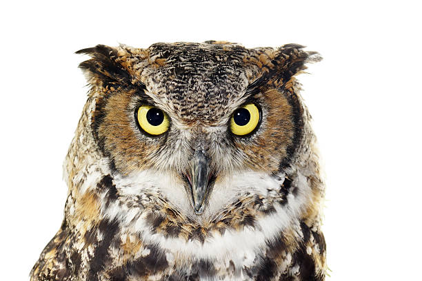 istock Close-up of a Great Horned owl on white 517201551