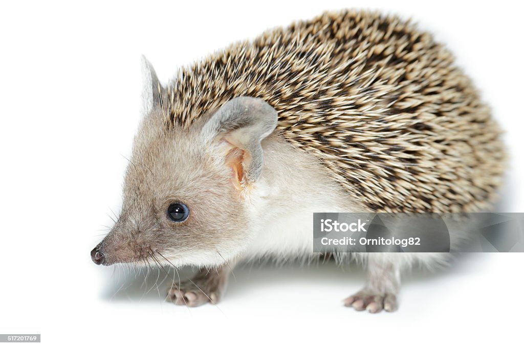 Hemiechinus auritus, Long-eared hedgehog Hemiechinus auritus, Long-eared hedgehog in front of white background, isolated Hedgehog Stock Photo