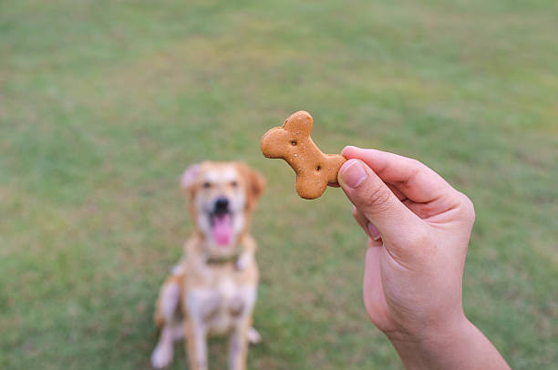 Dog Waiting for Treat