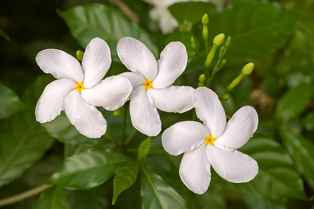 istock Coffee blossom, three white flowers 517214717