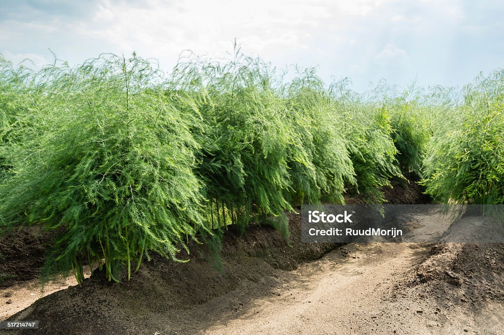 Asparagus plants in the field after the harvest season Rows of Asparagus officinalis plants in summertime after harvesting the vegetables. Agriculture Stock Photo