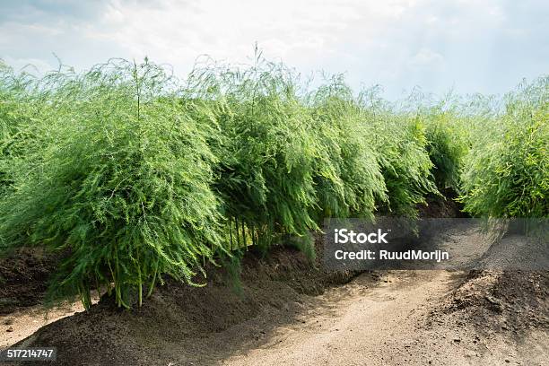 Asparagus Plants In The Field After The Harvest Season Stock Photo - Download Image Now
