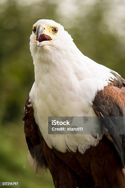 Soon Eagle Stock Photo - Download Image Now - Animal, Animal Wildlife, Animals Hunting