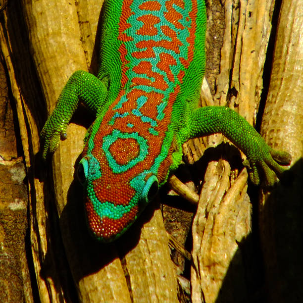 istock Close up of a gecko 517214831