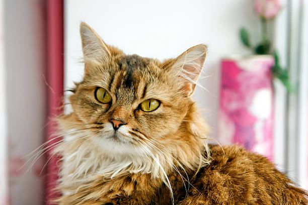 istock Portait of a cute cat 517215031
