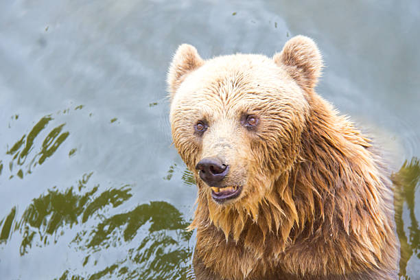 istock Brown bear in the river 517216523