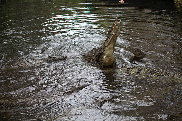 Contre les crocodiles - Photo