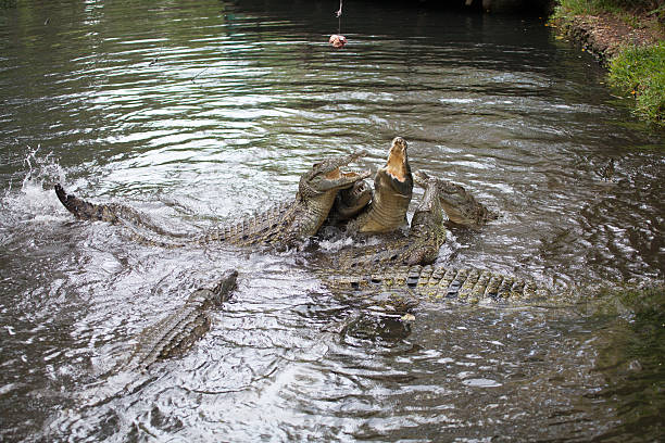 Contre les crocodiles - Photo