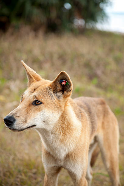 istock Wild dingo on Fraser Island, Queensland, Australia 517217059