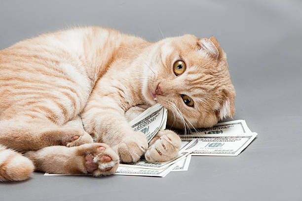 dólar y un gato - money cat fotografías e imágenes de stock