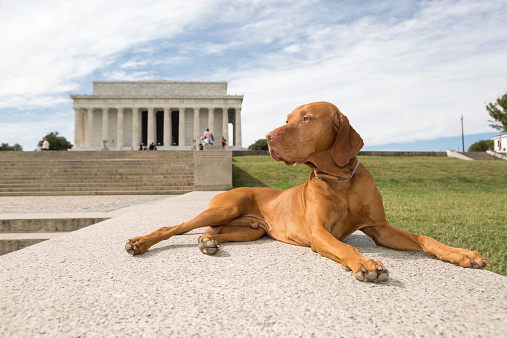 purebred pointer dog laying in front of Lincoln Memorial, Washington DC