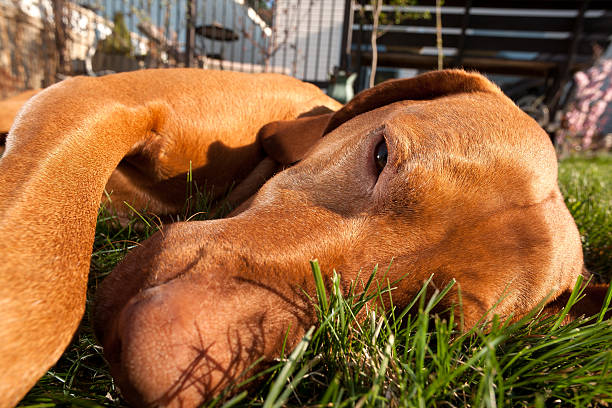 istock dog laying in grass 517218981