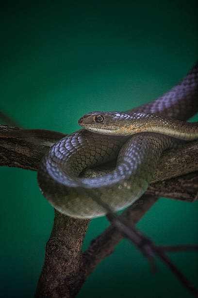 portrait d'un serpent - Photo