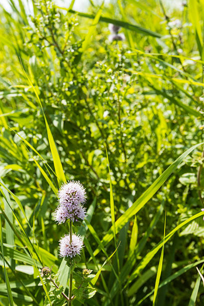 von der blühenden wasser minze - mentha aquatica stock-fotos und bilder