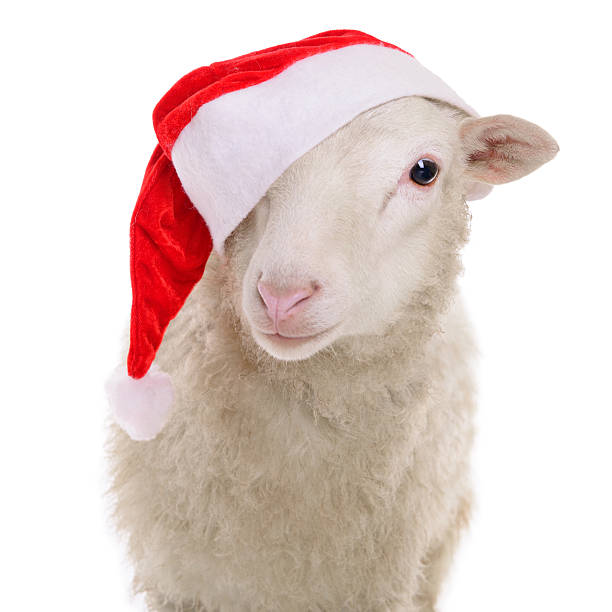 istock Sheep in Christmas clothes 517219483