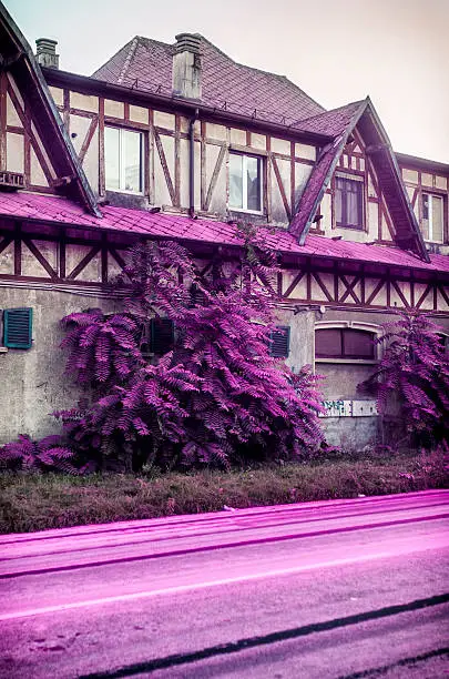 purple powder paint on road and plants due to colorrun in Milano 2014