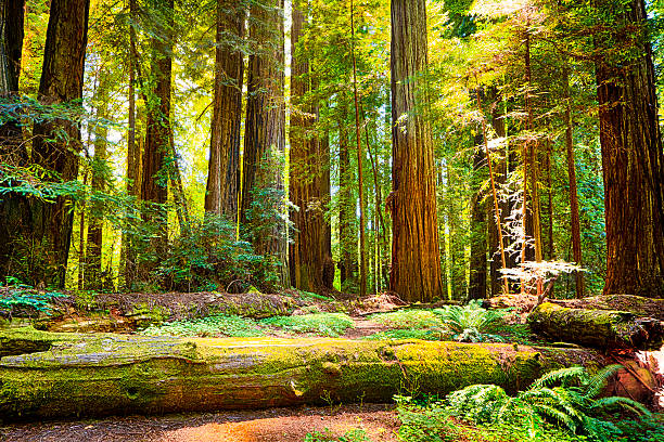 セコイア国立公園 - forest tree woods redwood national park ストックフォトと画像