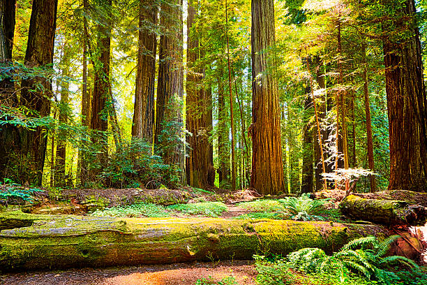 Redwood National Park Looking up at sequoia trees. redwood tree stock pictures, royalty-free photos & images