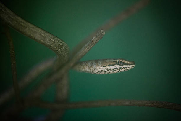 portrait d'un serpent - Photo