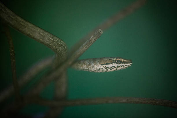 Ritratto di un serpente - foto stock